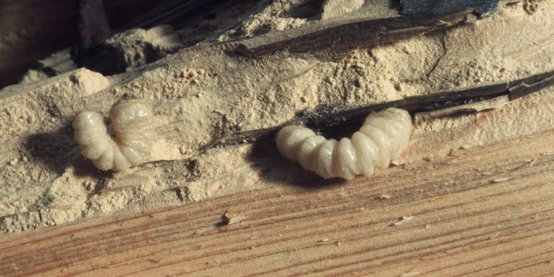 Une toiture mal entretenue peut entraîner la prolifération des insectes.